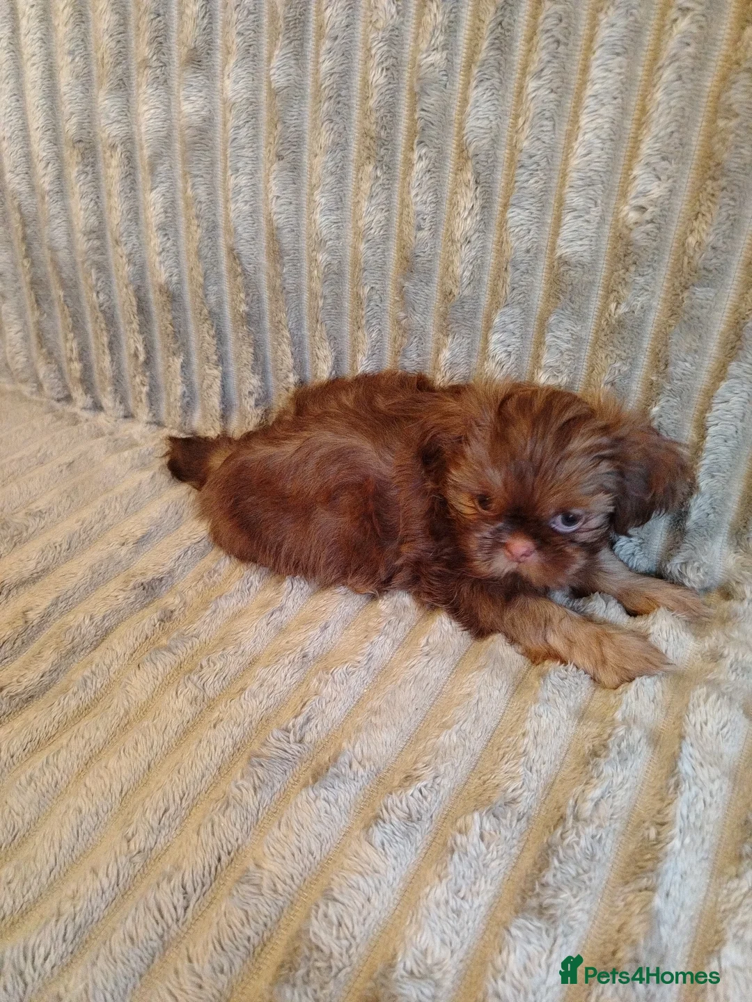 Shih Tzu dogs for sale: Beautiful imperial shih tzu babies  - Advert 11