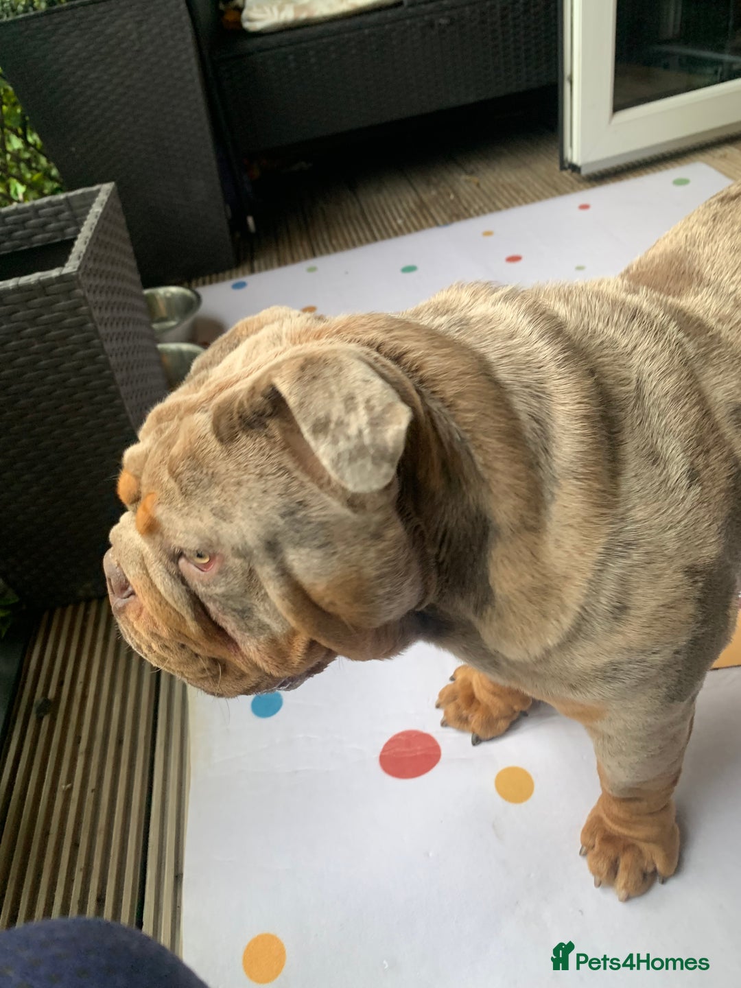 English Bulldog dogs for sale: English bulldog - Advert 7