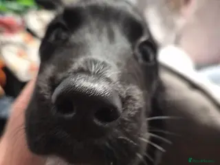 Sprocker dogs Male sprocker pup - Advert 14