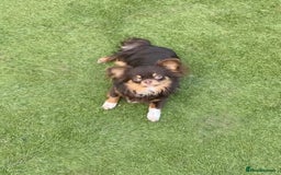 Chihuahua dogs for sale: Rare long haired Chocolate & tan with green eyes  - Image 12