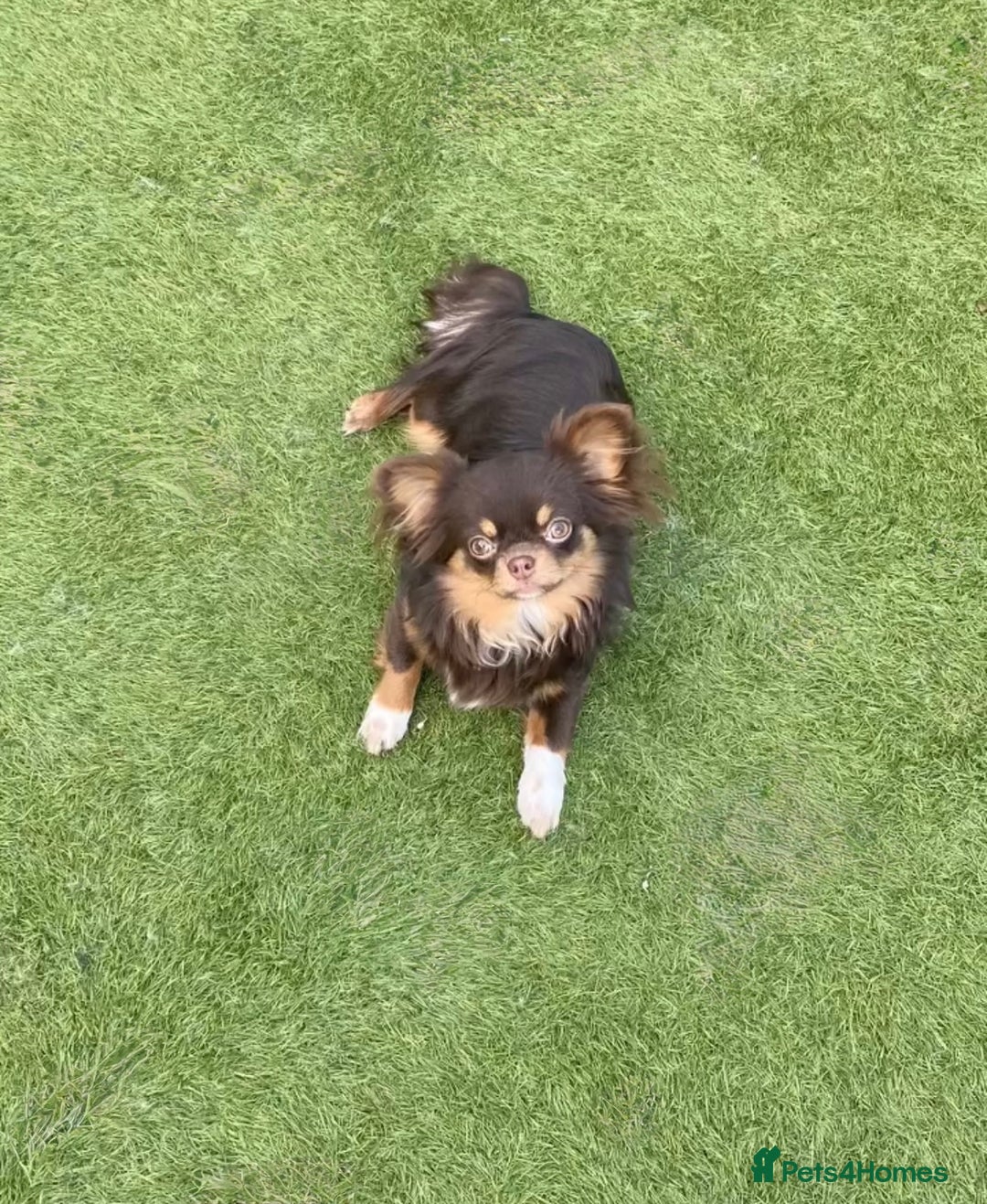 Chihuahua dogs for sale: Rare long haired Chocolate & tan with green eyes  - Image 12
