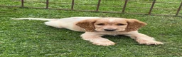 Cocker Spaniel dogs for sale: Cocker Spaniel puppies  - Advert 9