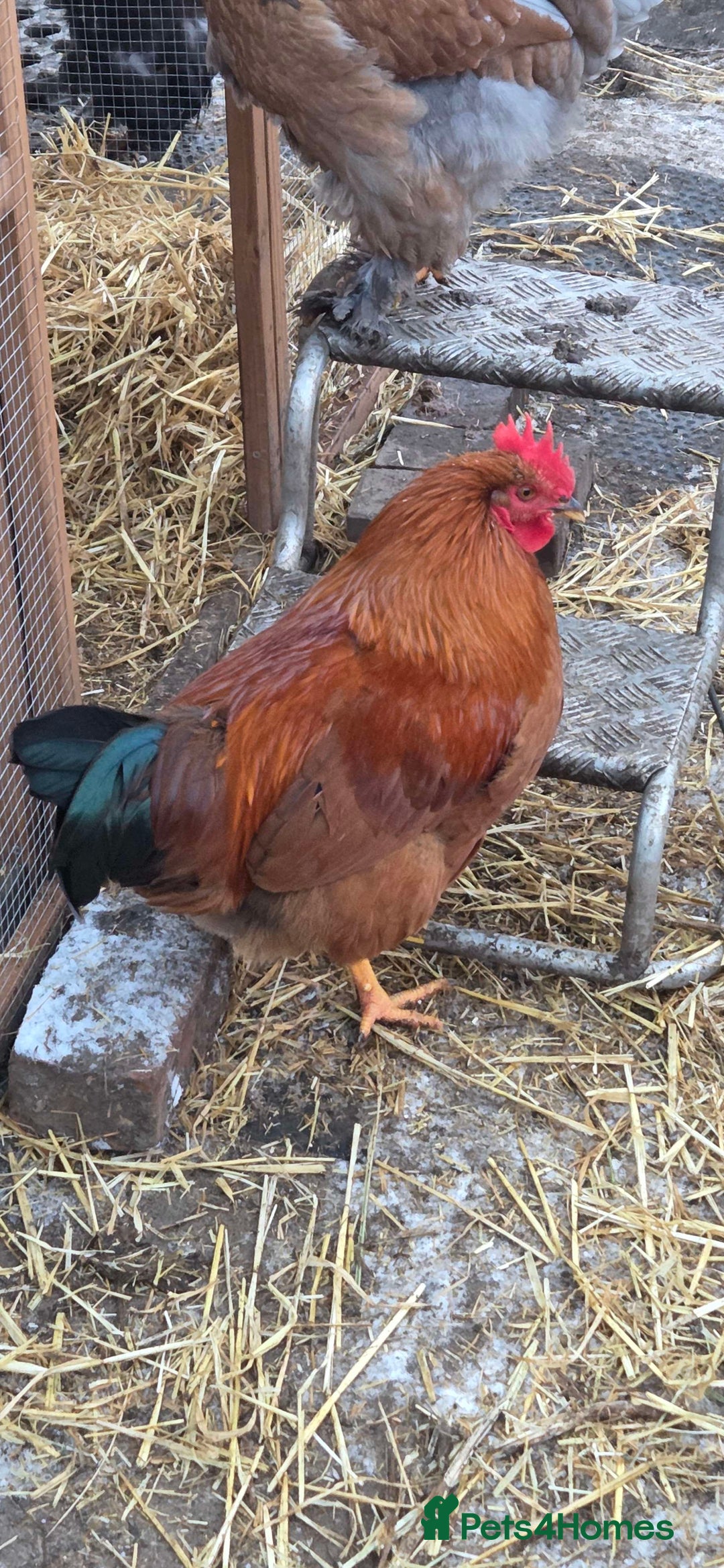 Chickens poultry for sale: Roosters for sale-East Ipswich in Ipswich  - Advert 6