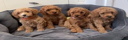 Cavapoo dogs for sale: Cavapoos Extensive DNA & Heart tested - Advert 11