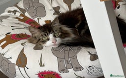 Norwegian Forest Cat cats for sale: Summer - Image 4