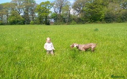Weimaraner dogs for sale: Beautiful weimaraner puppies - Image 7