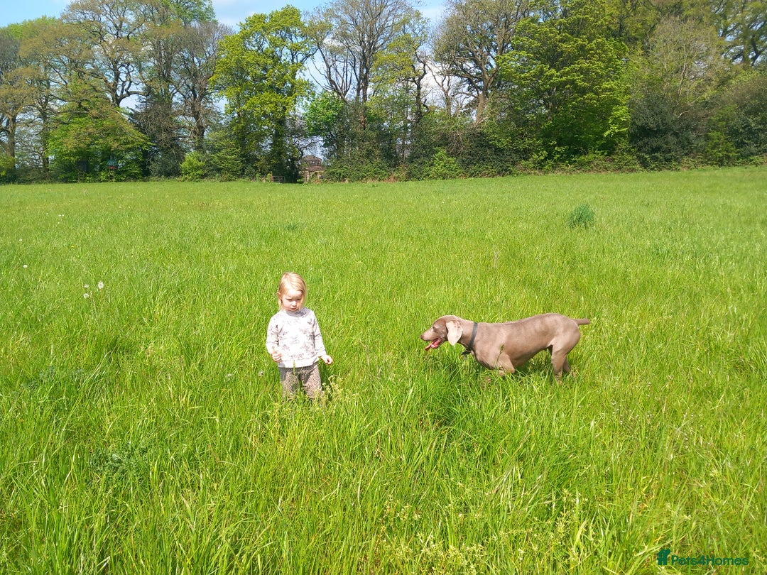 Weimaraner dogs for sale: Beautiful weimaraner puppies - Image 7