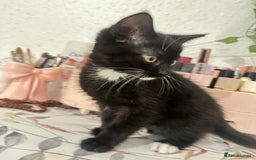 Munchkin cats for sale: 🐾 Adorable 2-Month-Old Male Kitten  🐾 - Image 7