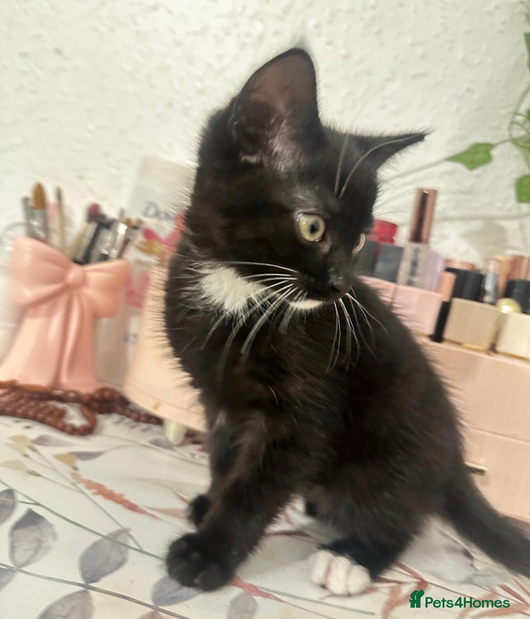 Munchkin cats for sale: 🐾 Adorable 2-Month-Old Male Kitten  🐾 - Image 7