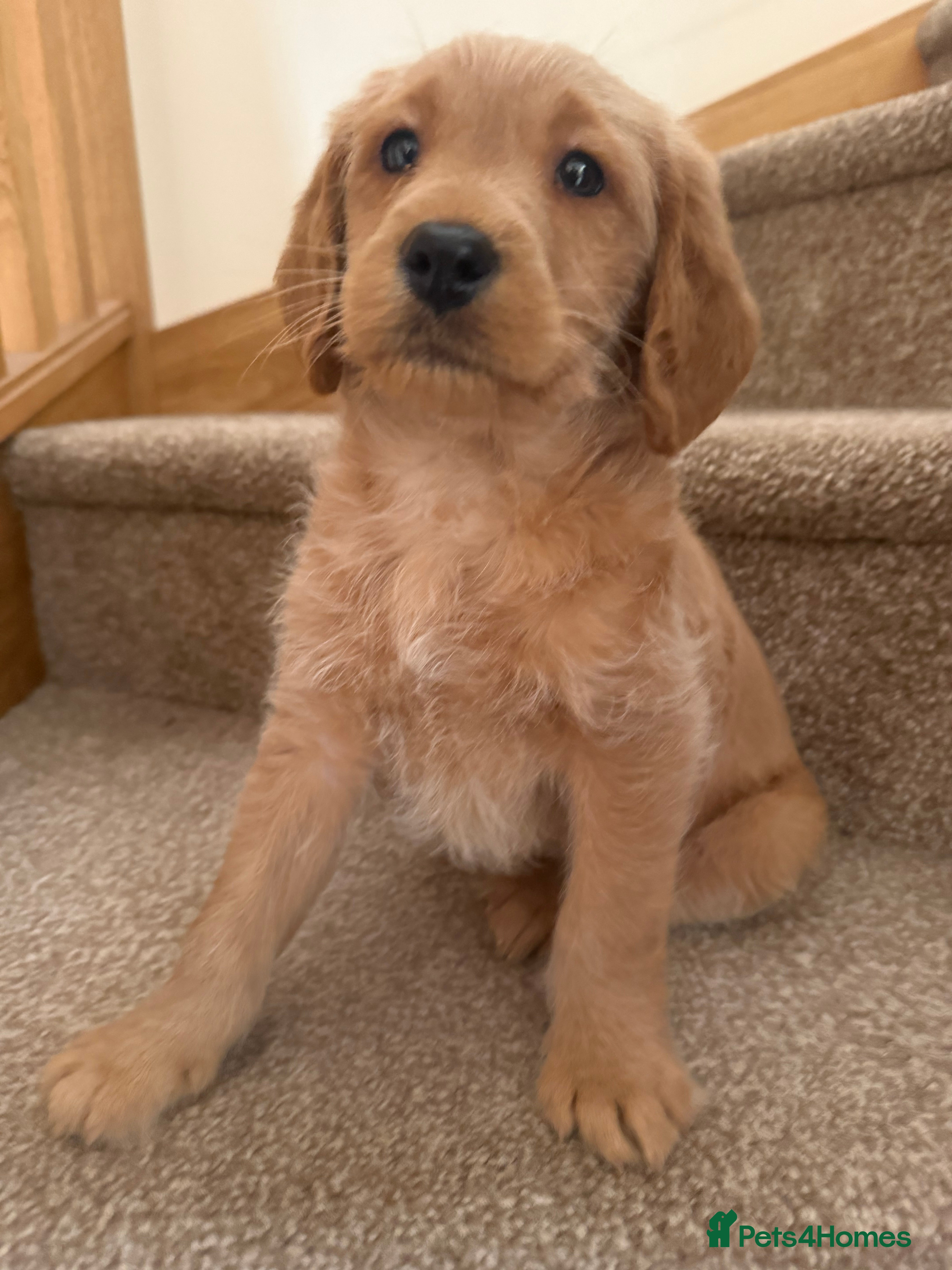 Labradoodle dogs Beautiful F1 miniature labradoodles  - Advert 12