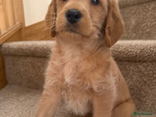 Labradoodle dogs Beautiful F1 miniature labradoodles - Advert 3