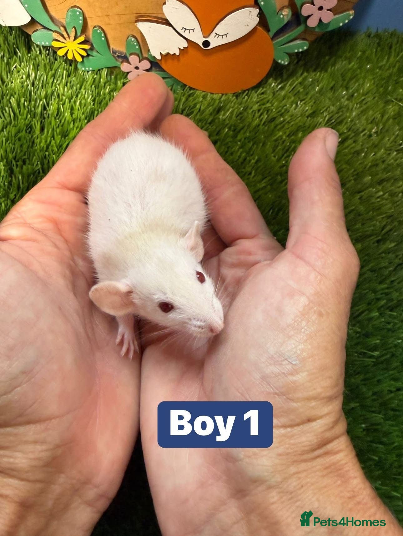 Rat rodents Baby Dwarf Rats Girl Boy  - Advert 2