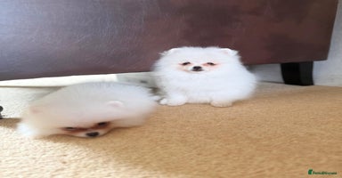 Pomeranian dogs - Advert 7