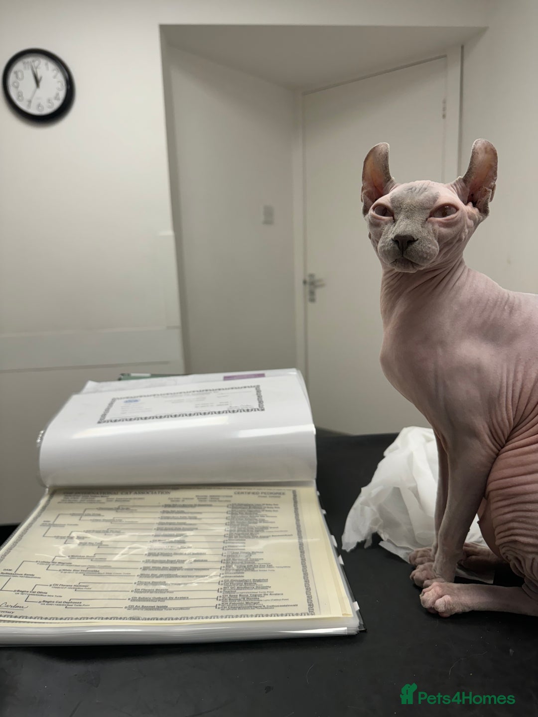 Sphynx cats for sale: TICA ACTIVE QUEEN🐈‍⬛ - Advert 2