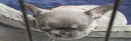French Bulldog dogs for sale: French bulldog pups in Ballymena - Advert 7