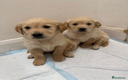 Golden Retriever dogs for sale: Golden Retriever Puppies - Advert 4