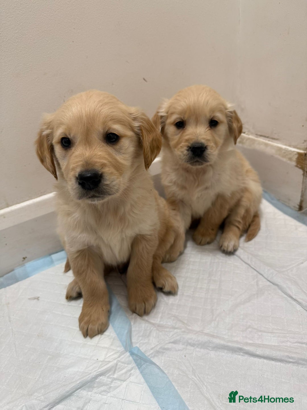 Golden Retriever dogs for sale: Golden Retriever Puppies - Advert 4