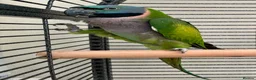 Parakeets birds for sale: Derbyan lord derby parakeet in Oldham - Advert 9