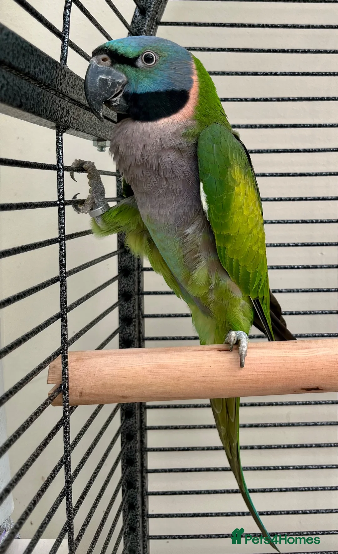 Parakeets birds for sale: Derbyan lord derby parakeet in Oldham - Advert 9