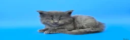 Maine Coon cats for sale: Tica Beautiful Maine Coon Kittens  - Advert 10