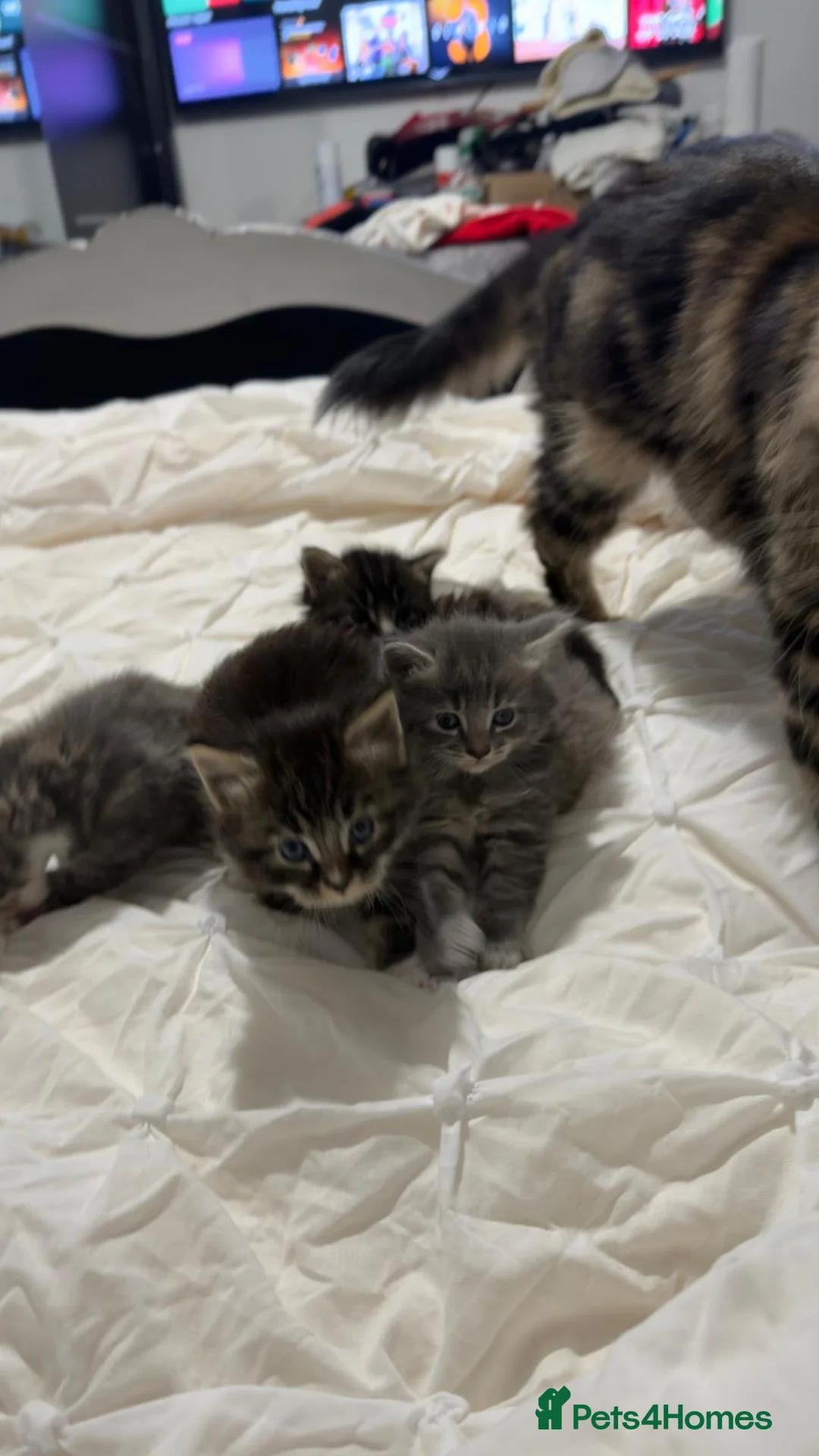 Maine Coon cats for sale: Outstanding Maine coon kittens! - Advert 16