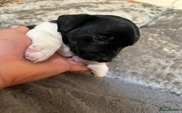 Patterjack dogs for sale: TOP QUALITY PATTERJACKS - Image 4