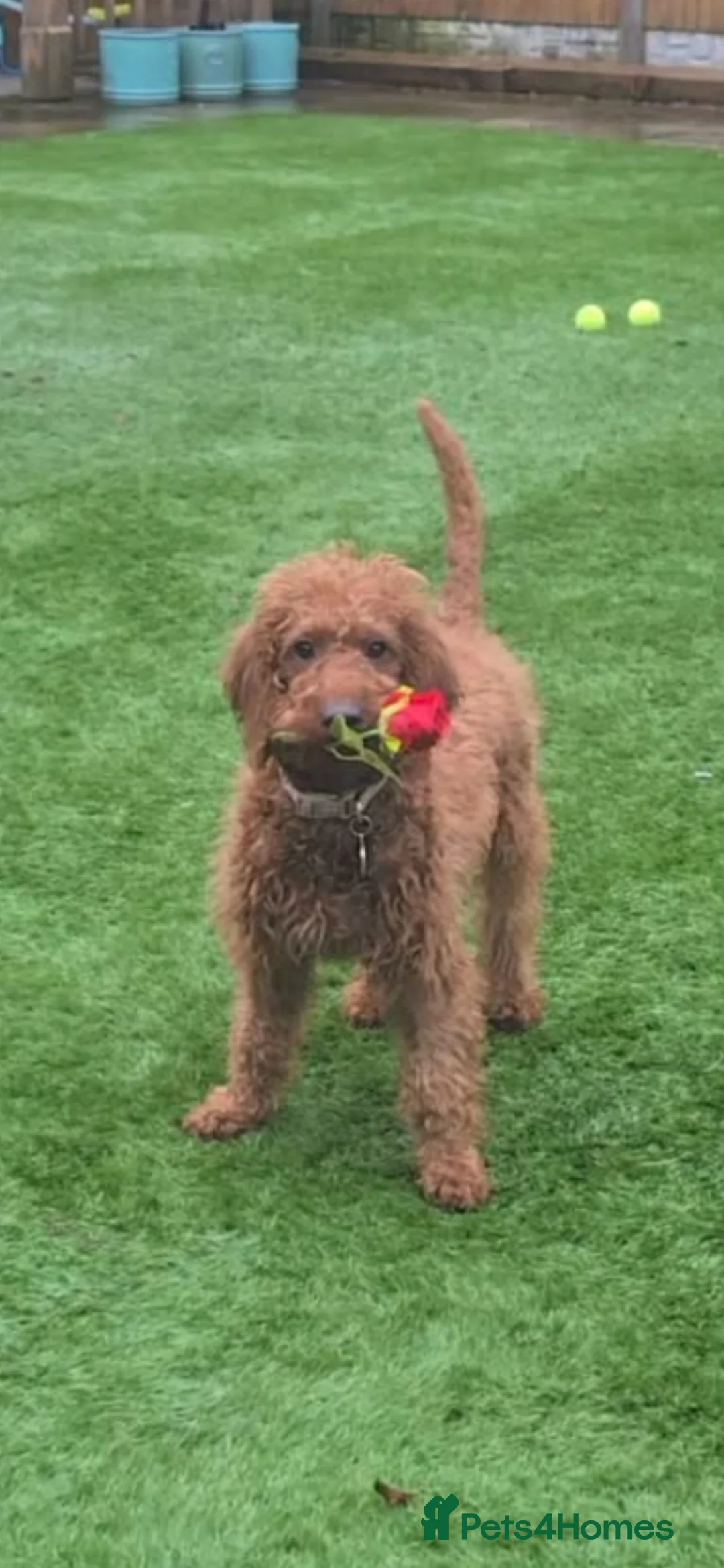 Goldendoodle dogs for sale: Honey and Meg  - Advert 2