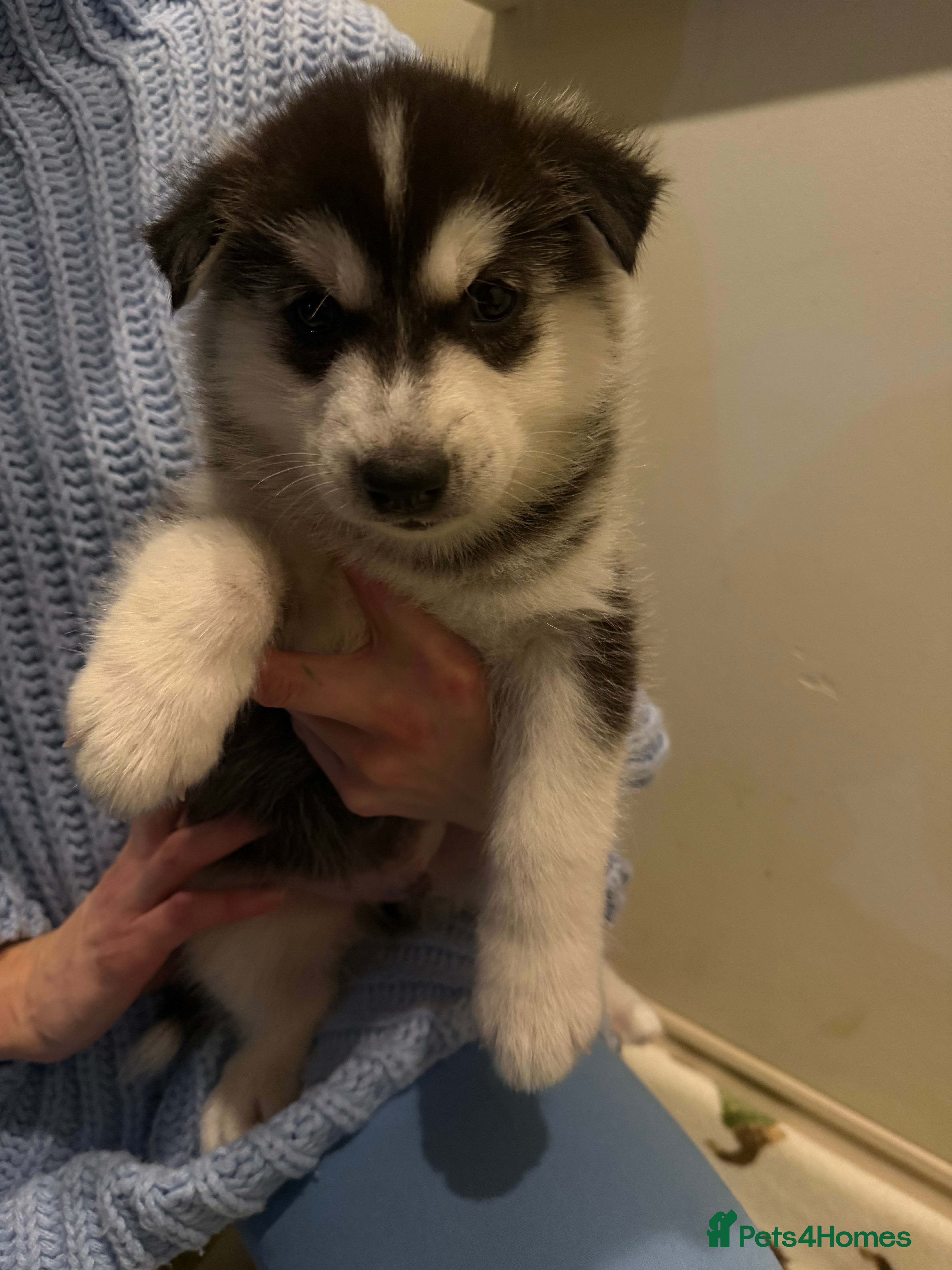 Siberian Husky dogs Siberian huskies for sale - Advert 1