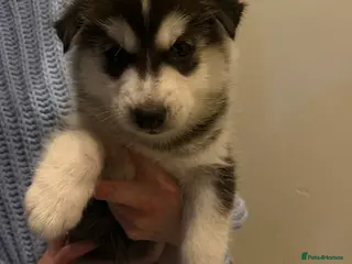 Siberian Husky dogs Siberian huskies for sale - Advert 1