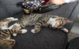 Bengal cats for sale: Bengal X kittens - Image 26