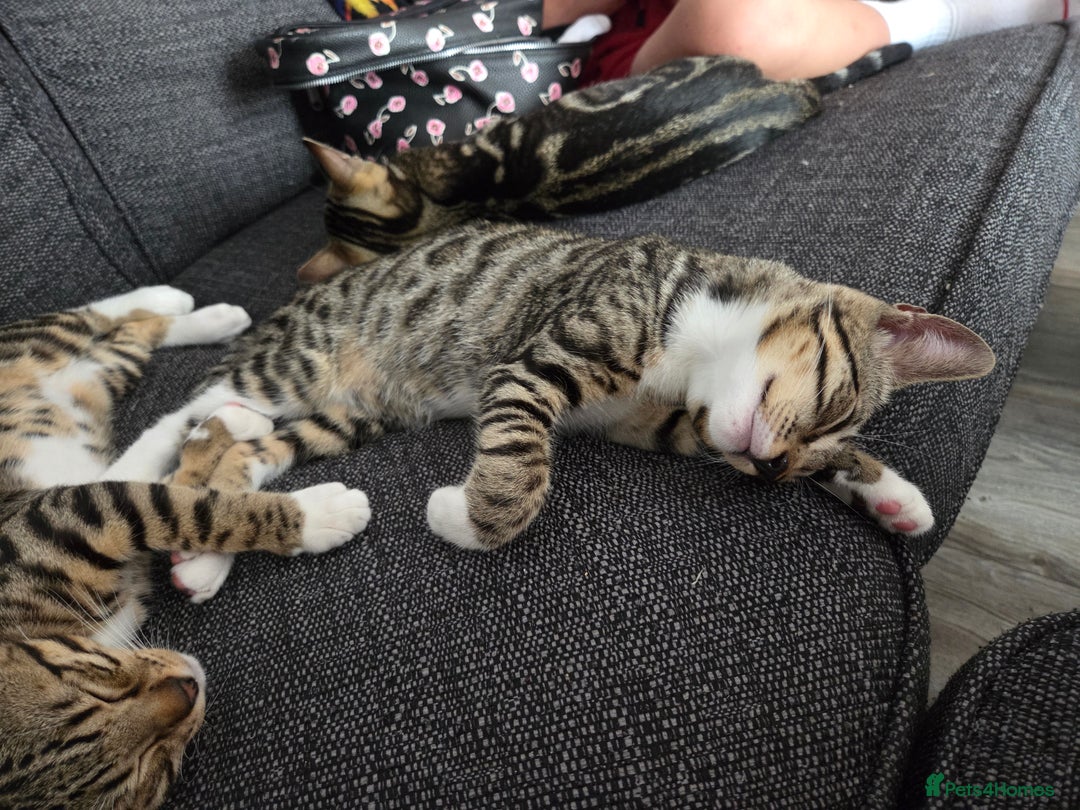 Bengal cats for sale: Bengal X kittens - Image 26