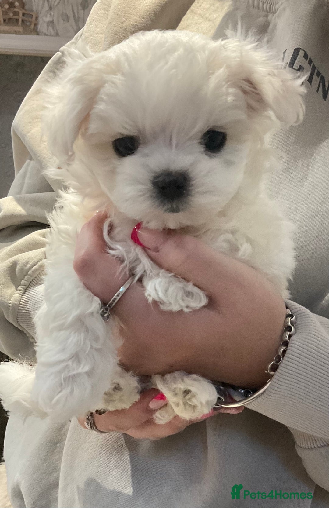 Maltese dogs for sale: Maltese puppies Kc registered  - Advert 8