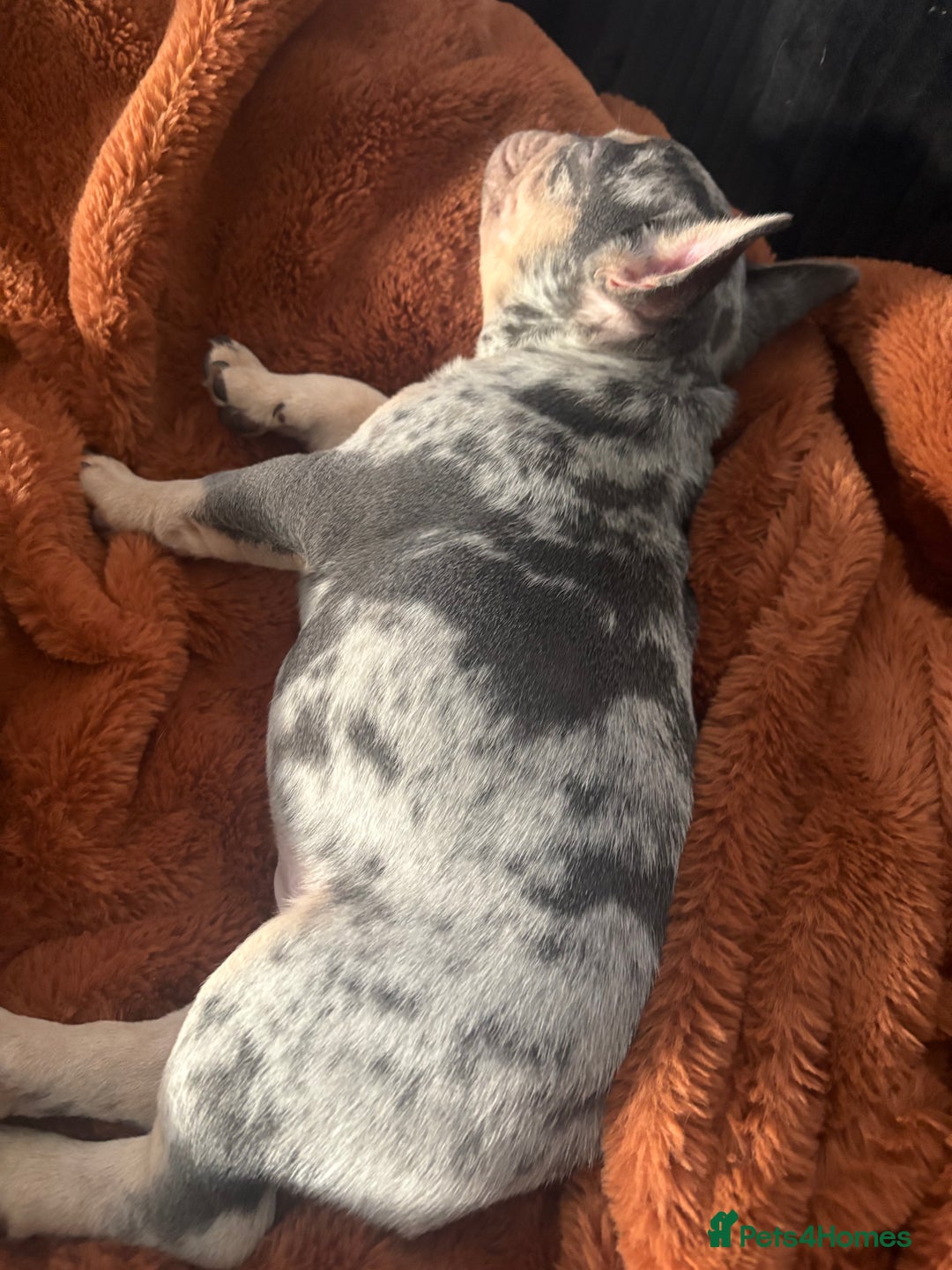 French Bulldog dogs for sale: Ragnar - Image 5