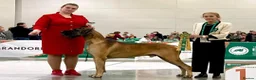 Great Dane dogs for sale: Only 1 girl left - Stunning Brindle Great Dane pup - Advert 29
