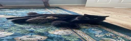 Mixed Breed cats for sale: 6 very sweet Kitties - Advert 15