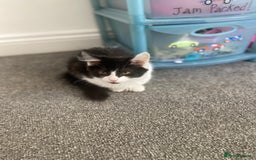 Mixed Breed cats for sale: Kitten - Image 7