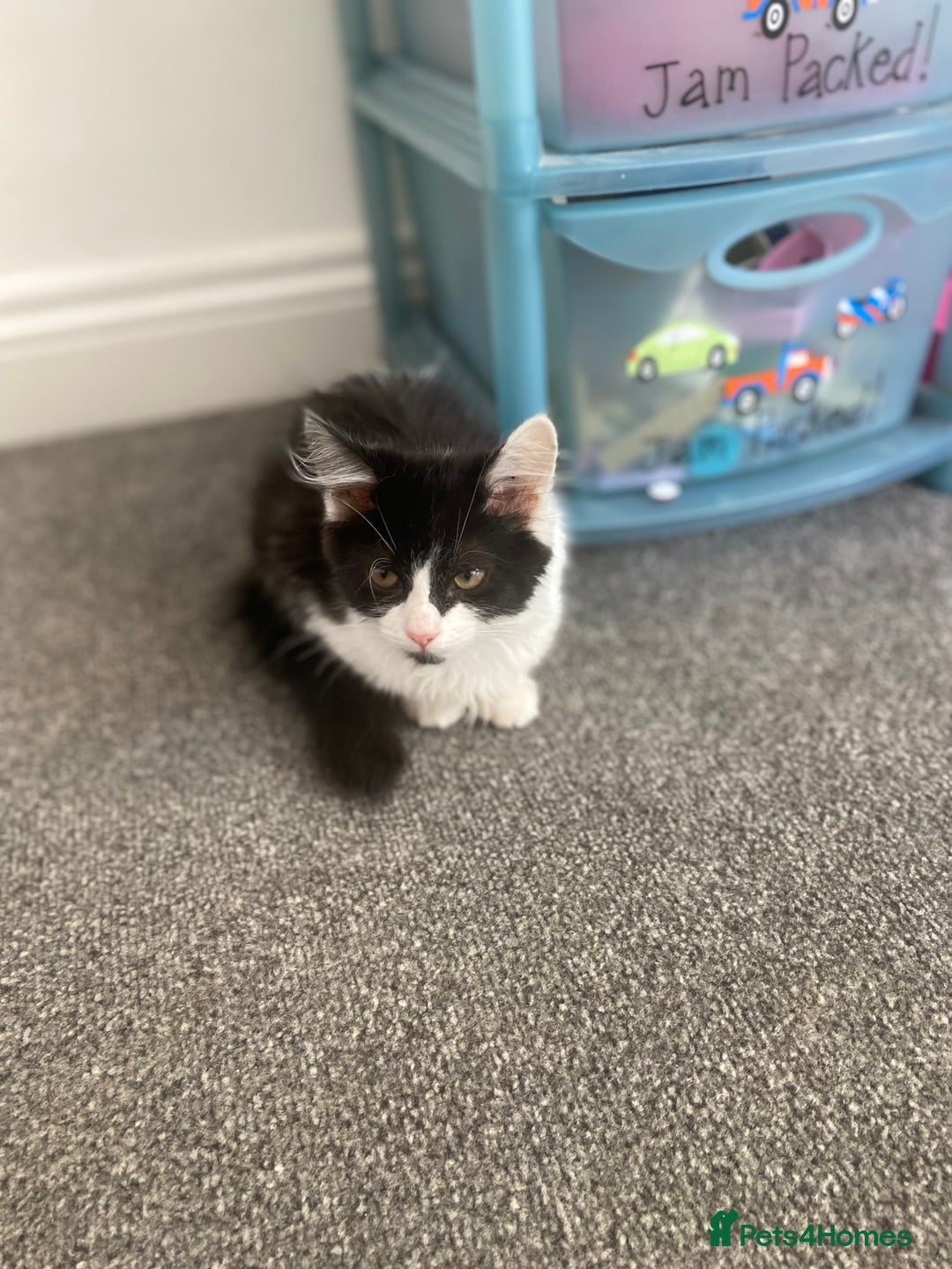 Mixed Breed cats for sale: Kitten - Image 7