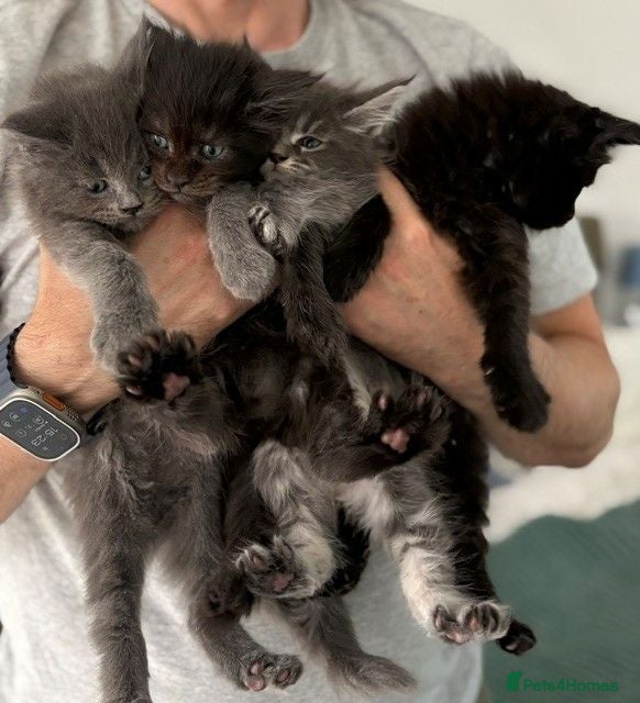 Maine Coon cats 🐈🐈‍⬛ Ready soon - message for viewing  💕🐱 - Advert 12