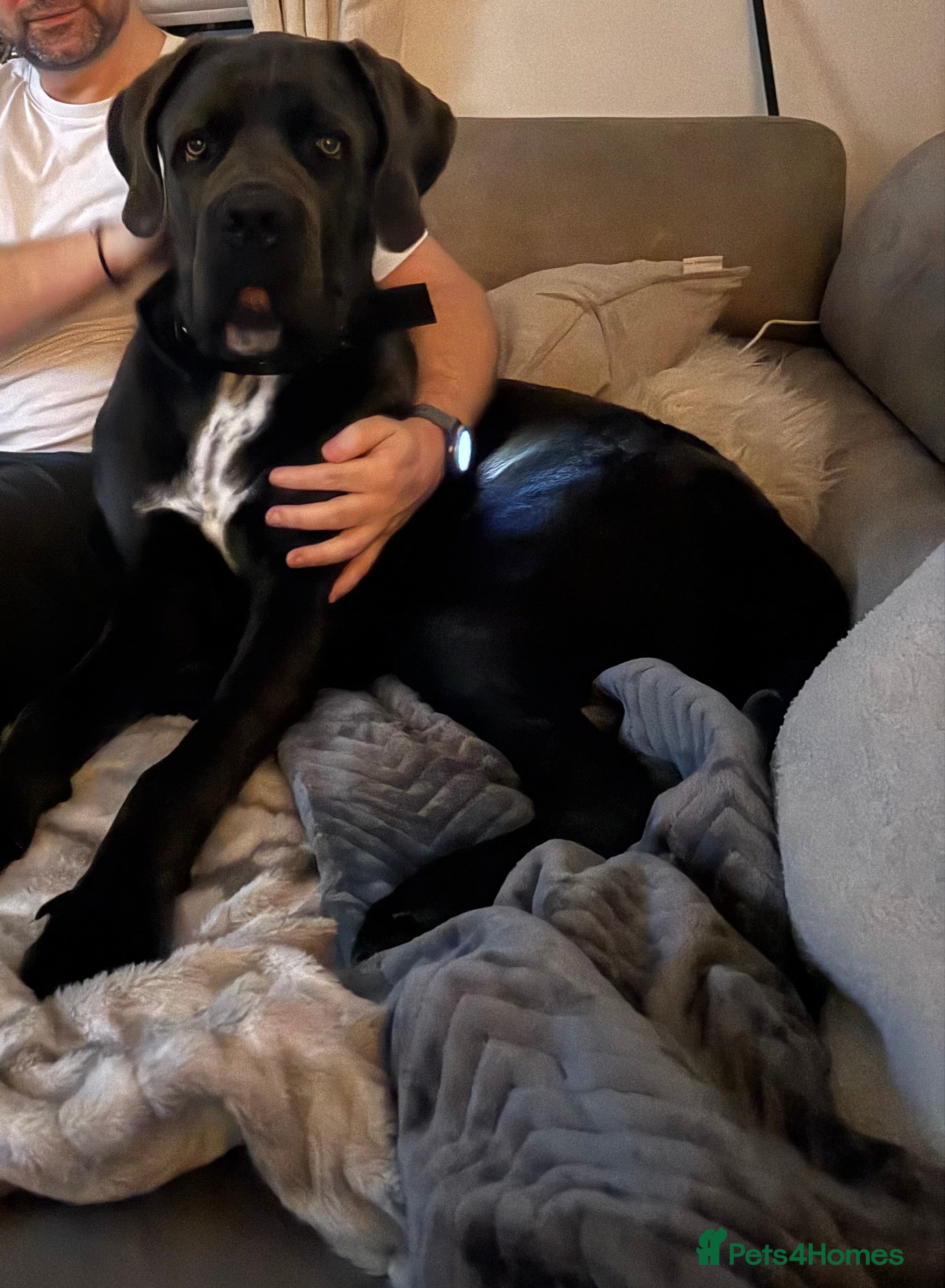 Cane Corso dogs Cane corso male - Advert 5