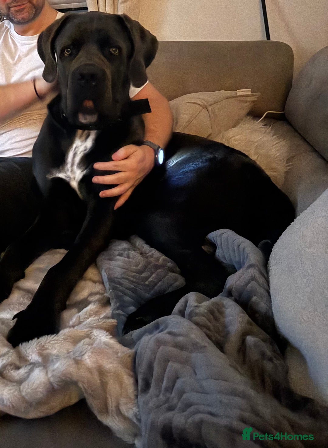 Cane Corso dogs for sale: Cane corso male - Advert 1