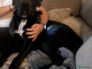 Cane Corso dogs Cane corso male - Advert 1