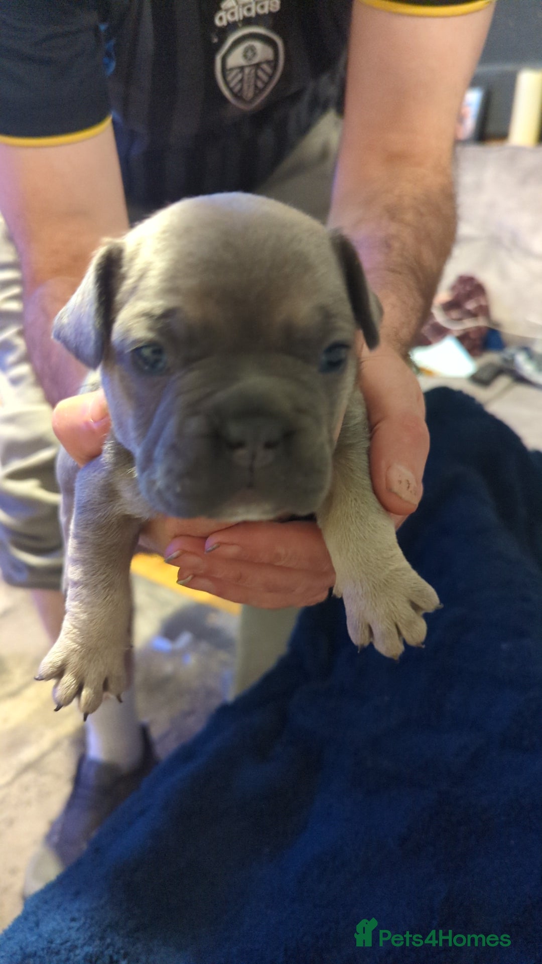 French Bulldog dogs for sale:  🐶 Adorable French Bulldog Puppies December! 🐶 - Image 11