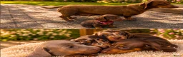 Dachshund dogs for sale: Dachshund puppies  in Telford - Advert 2