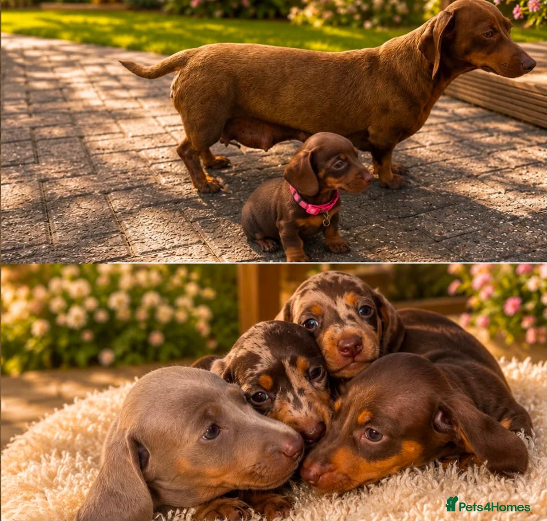 Dachshund dogs for sale: Dachshund puppies  in Telford - Advert 2