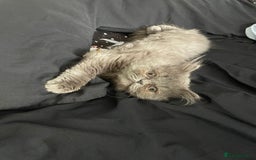 Ragdoll cats for sale: Ragdoll kitten  - Image 4