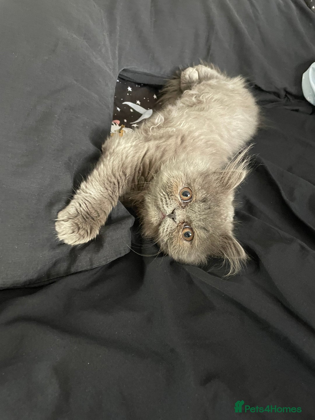 Ragdoll cats for sale: Ragdoll kitten  - Image 4