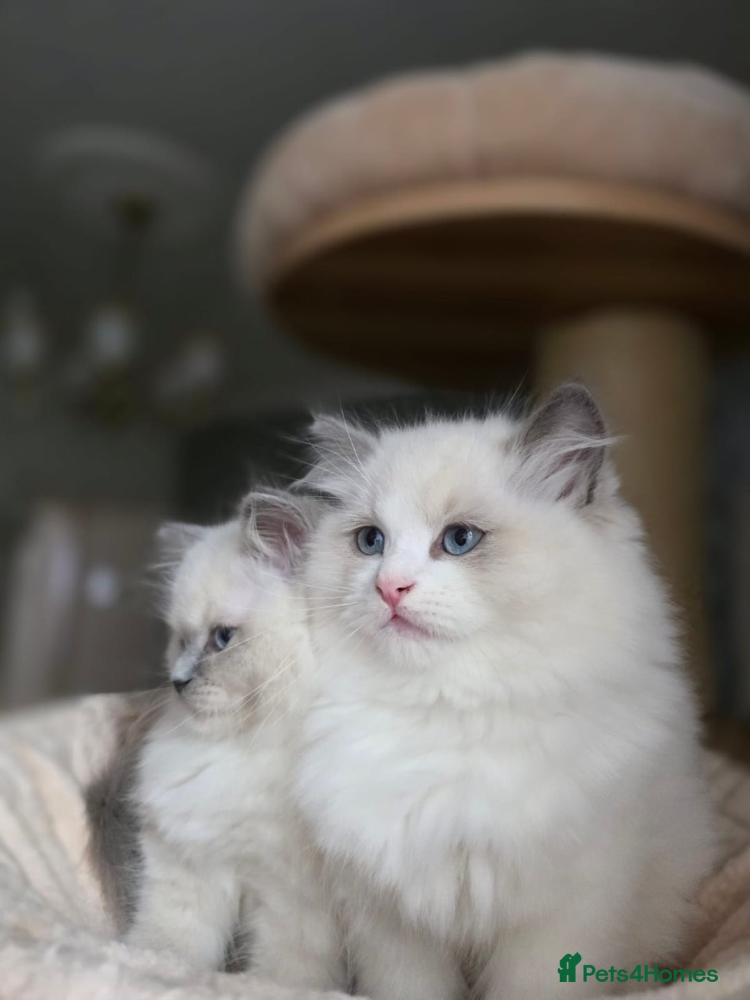 Ragdoll cats for sale: 🩷Amazing European Grand Champion lines🏆🥇 TICA💙 - Advert 9