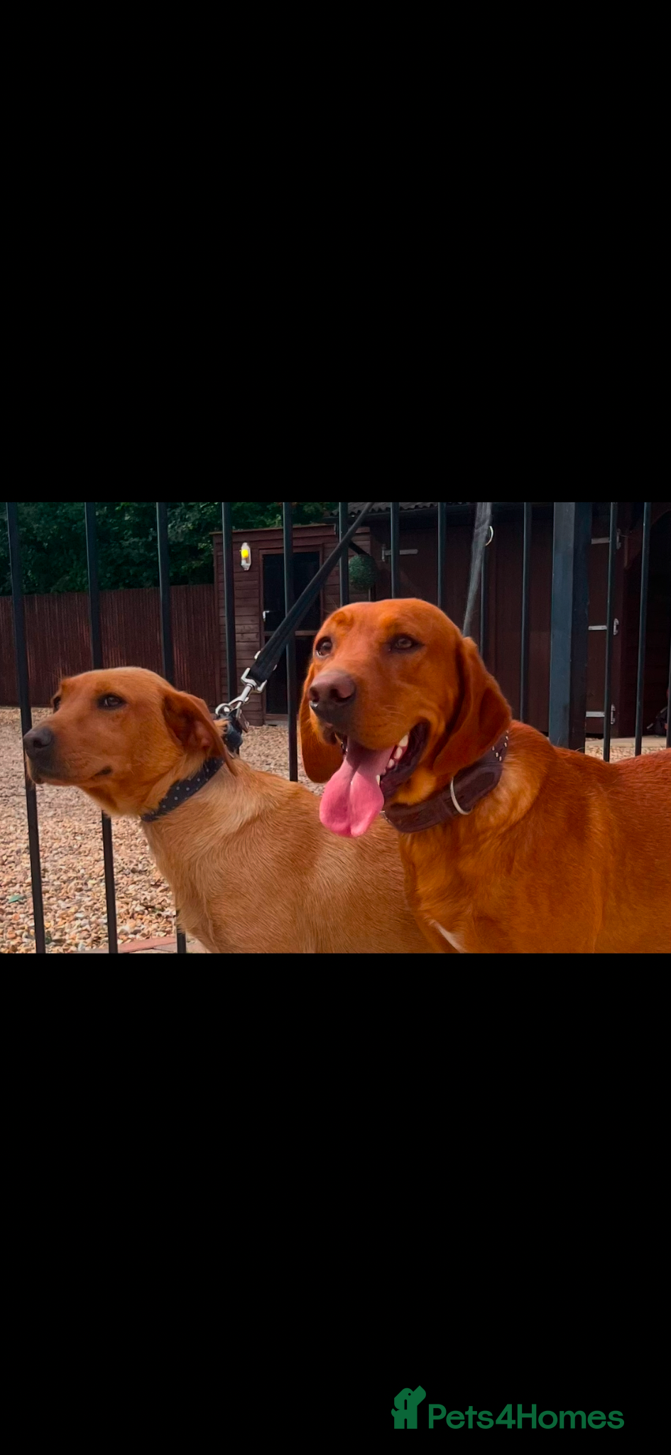 Labrador Retriever dogs for sale: Fox red Labrador  - Advert 2