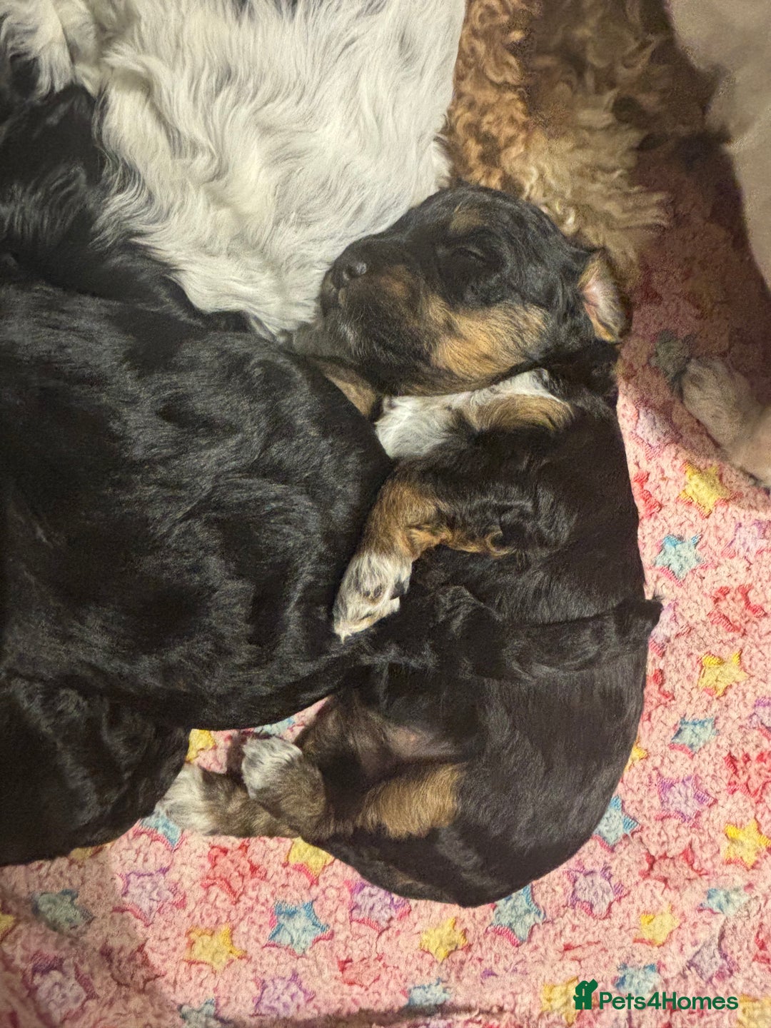 Cockapoo dogs for sale: Miniature cockapoo puppies  - Advert 7