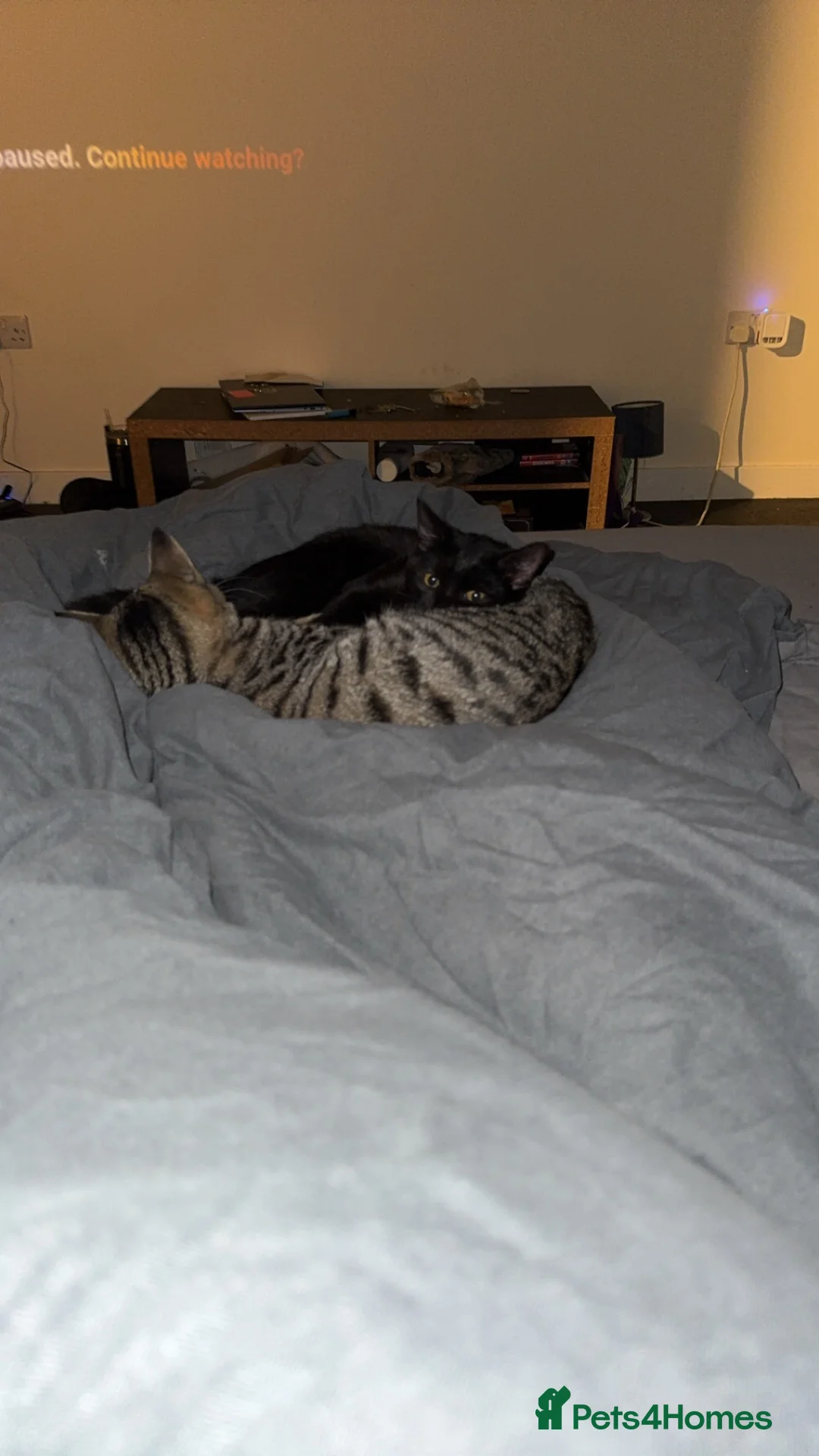 Mixed Breed cats for sale: 2 male boys  - Advert 2